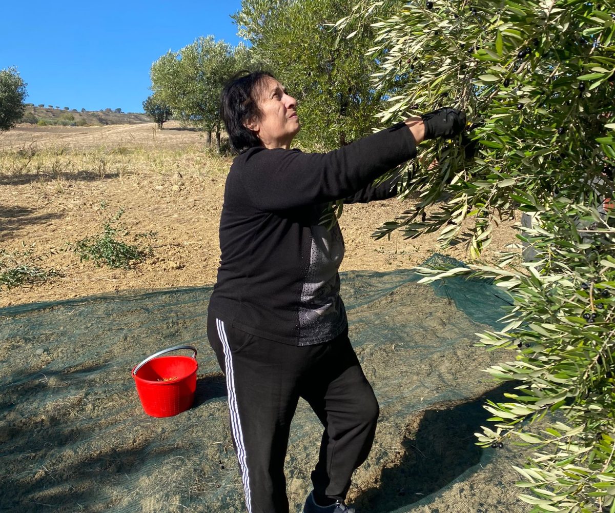 market-dei-sapori-san-mariano-raccolta-delle-olive-3